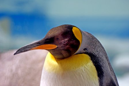 King Penguin. Sea World. Qld  Aust.