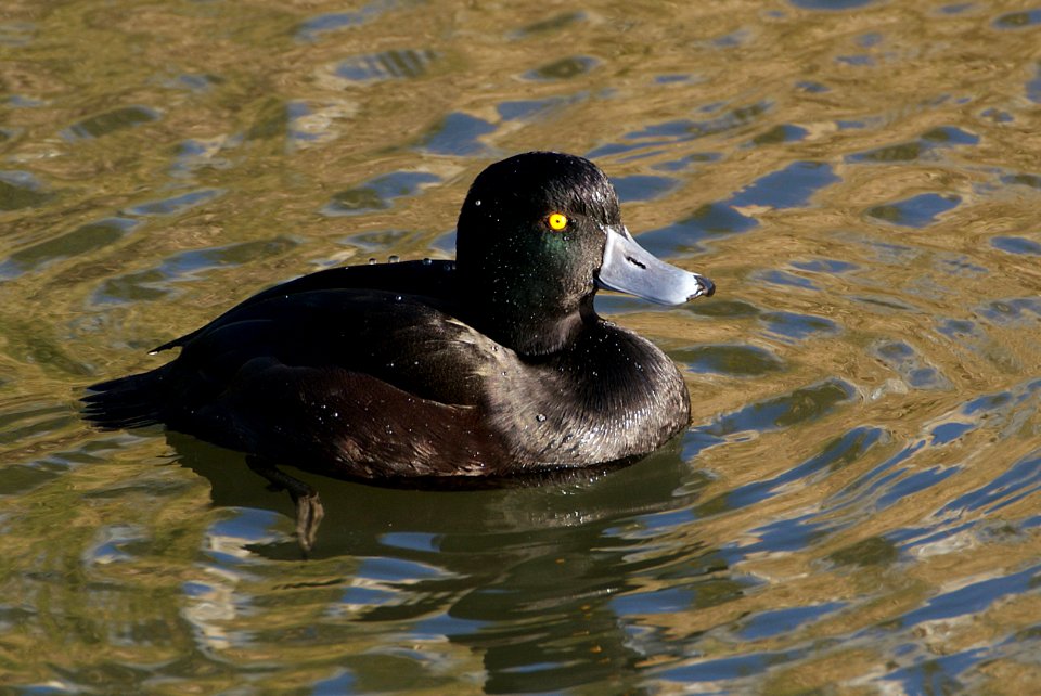Scaup