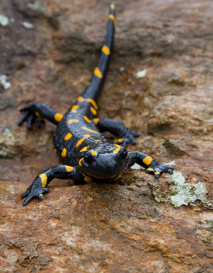 Amphibian nature poison