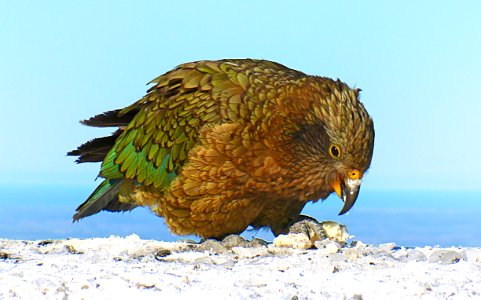 The Kea (31) photo