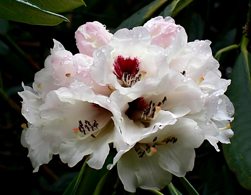 Rhododendron Grande.