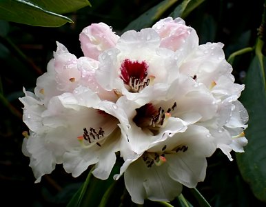 Rhododendron Grande. photo