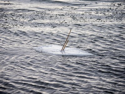 Icy Masts photo