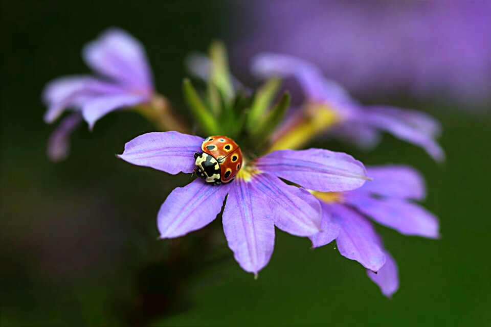 Scaevola aemula purple ladybug