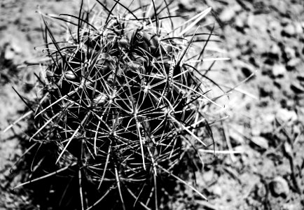 Flora Entry