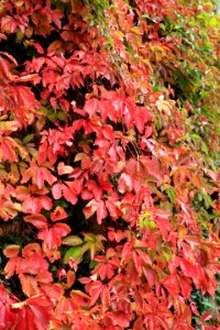 Virginia creeper photo