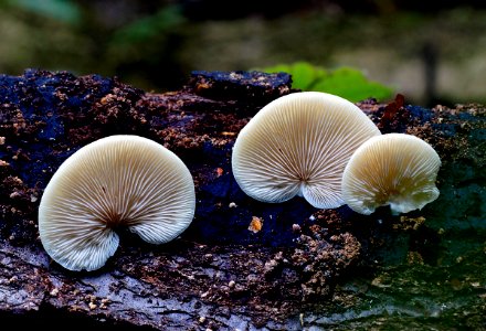 Ivory conch Conchomyces bursaeformis. photo