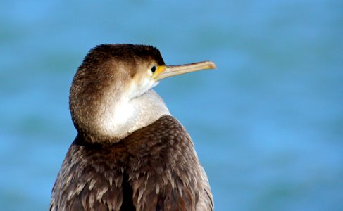 Spotted shag. (11) photo