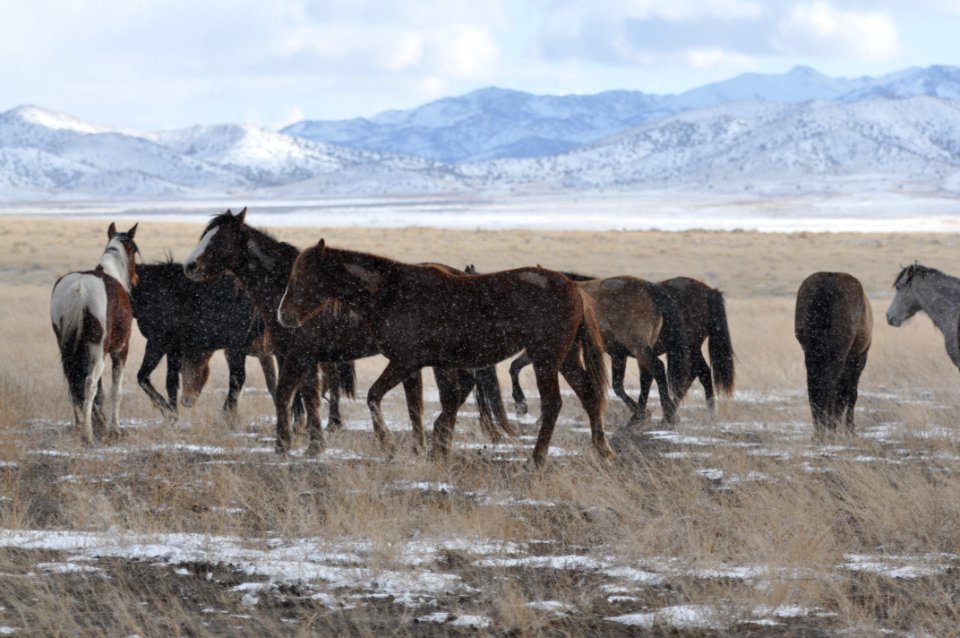 Onaqui Wild Horse Gather 02/19/12