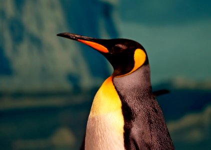 King Penguins. Sea World Australia.