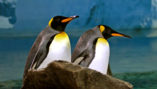 King Penguins. photo