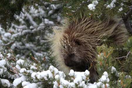 Porcupine on BLM land in Iron County, Utah near Newcastle
