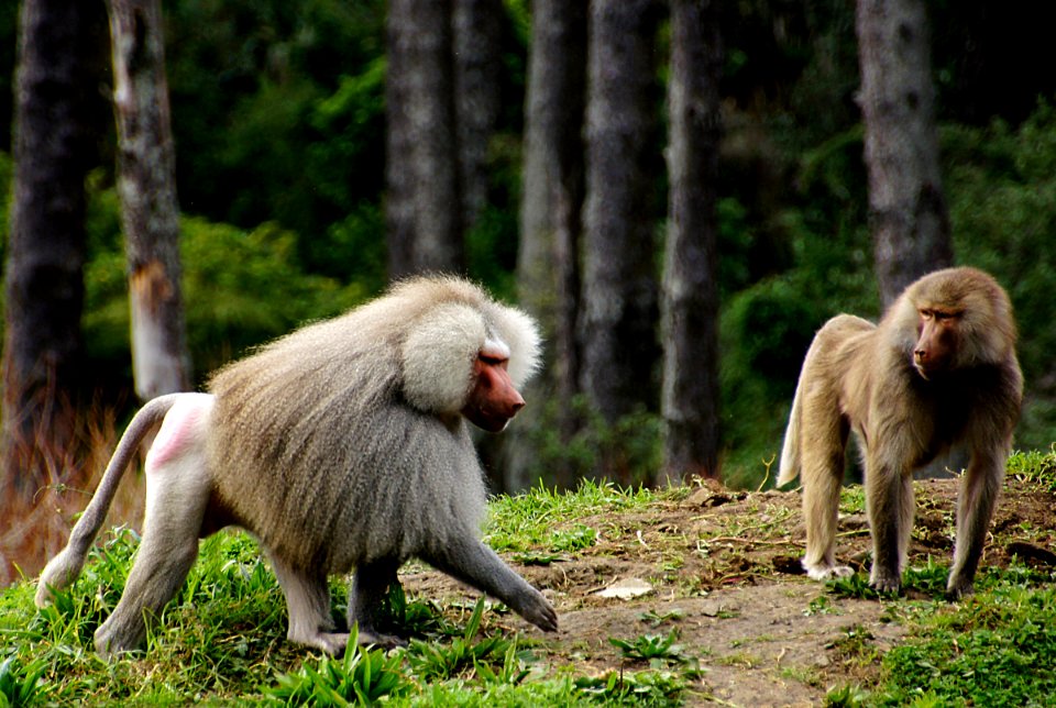 Baboons photo