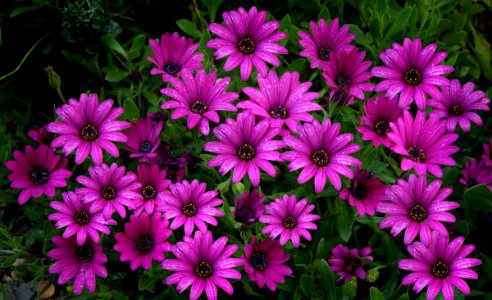 Osteospermum, or African daisies photo