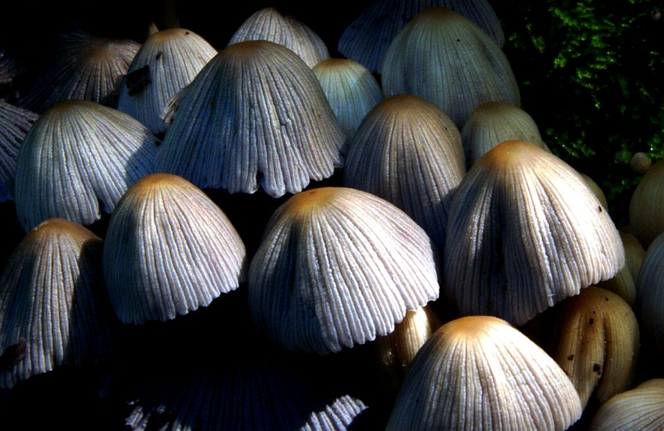 Coprinus Sp photo