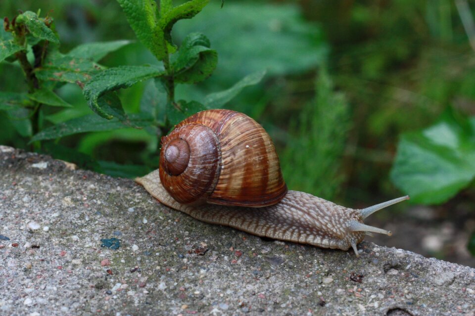 Winniczek nature crawl