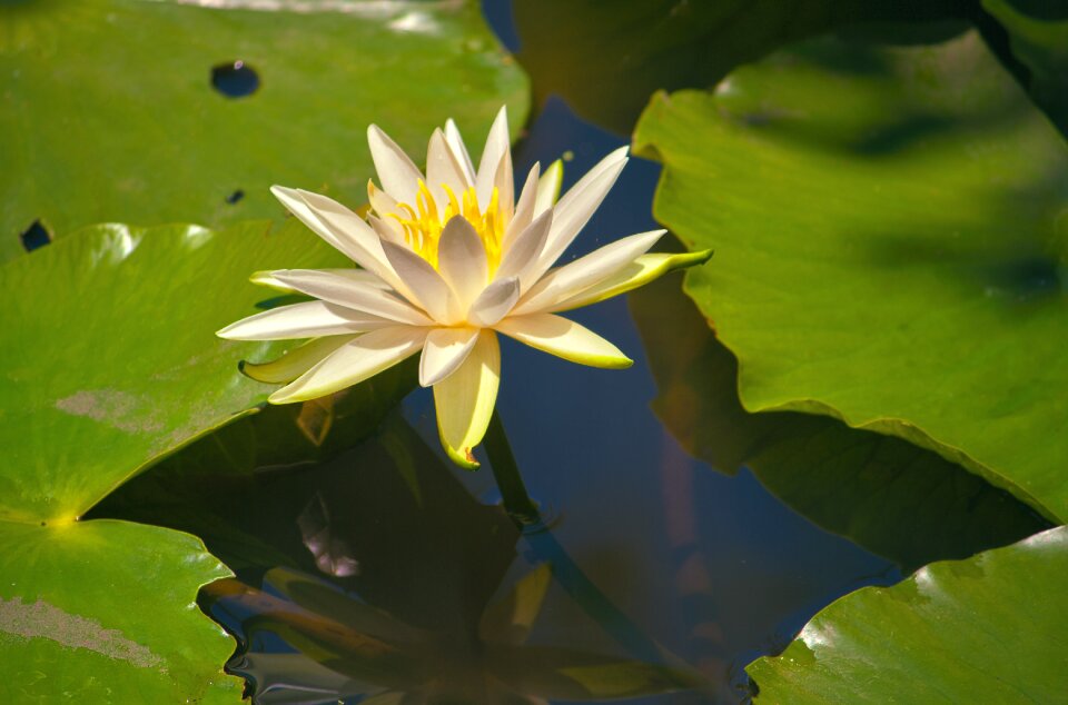 Green nature lake