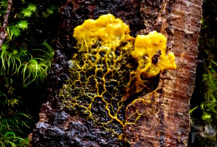 Slime mould. photo