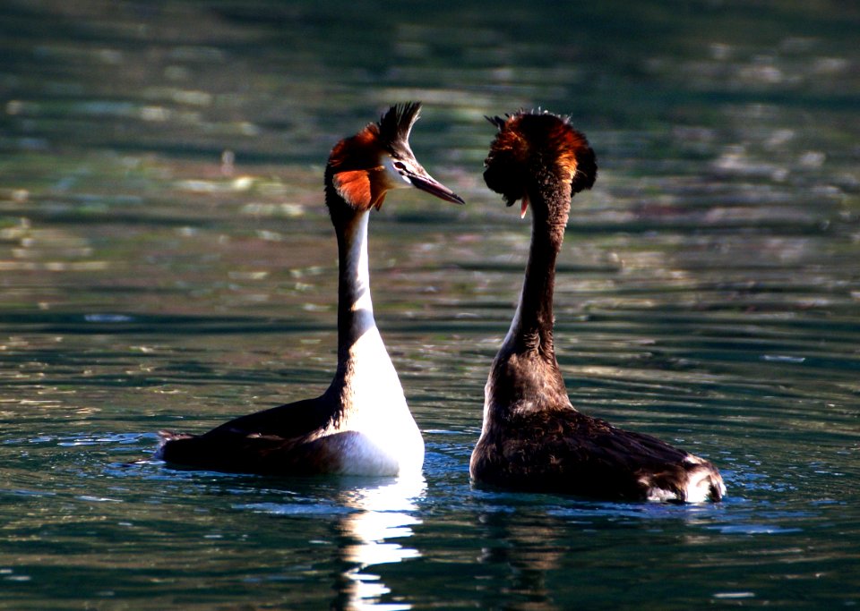 Australasian Crested Grebe 10