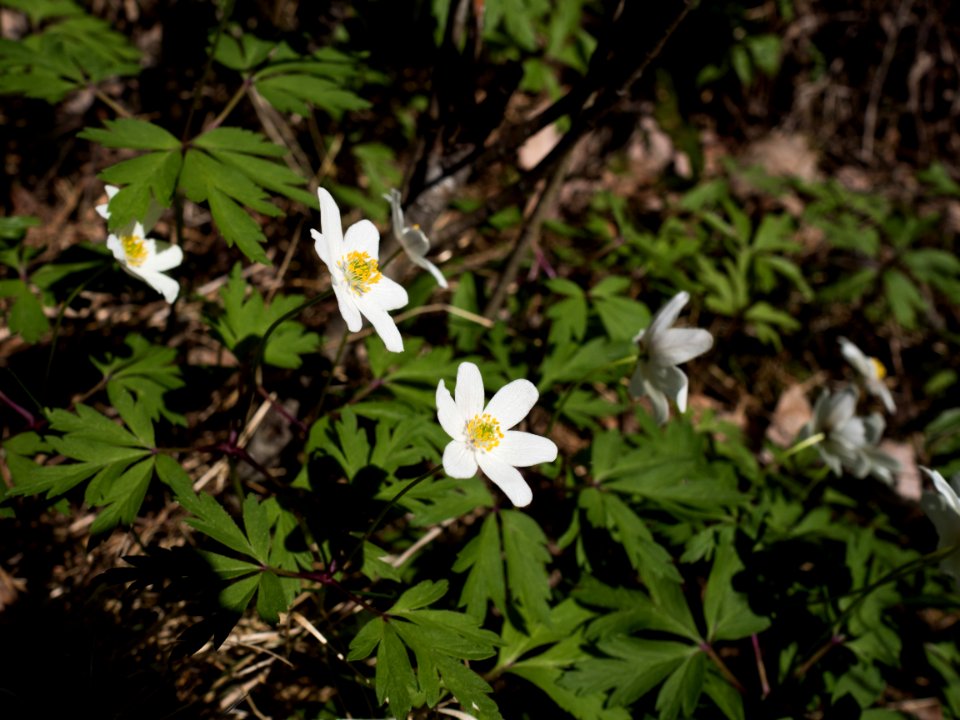 Spring!