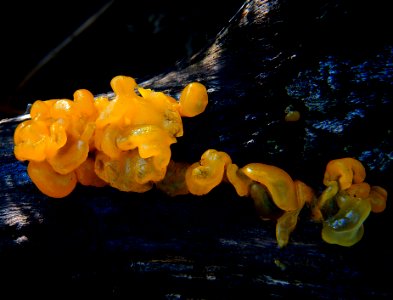 Jelly Fungi. Tremella lutescens photo