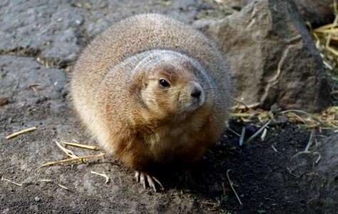 The black-tailed prairie dog (Cynomys ludovicianus)