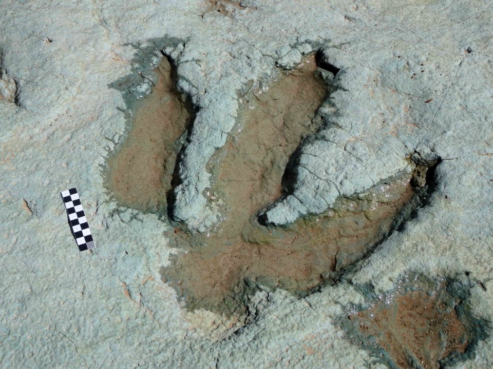 Mill Canyon Tracksite
