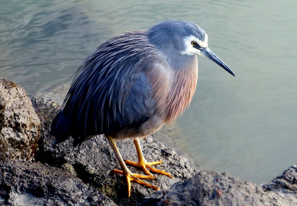 White Faced Heron. photo