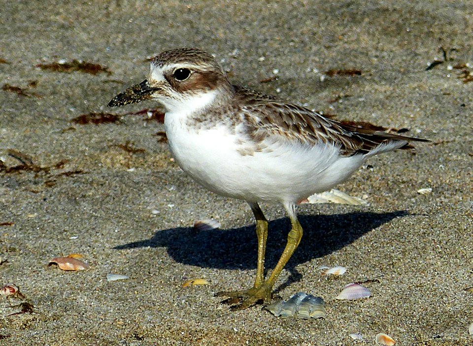 New Zealand Dotterel.