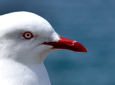 Red Billed Gull 1 photo
