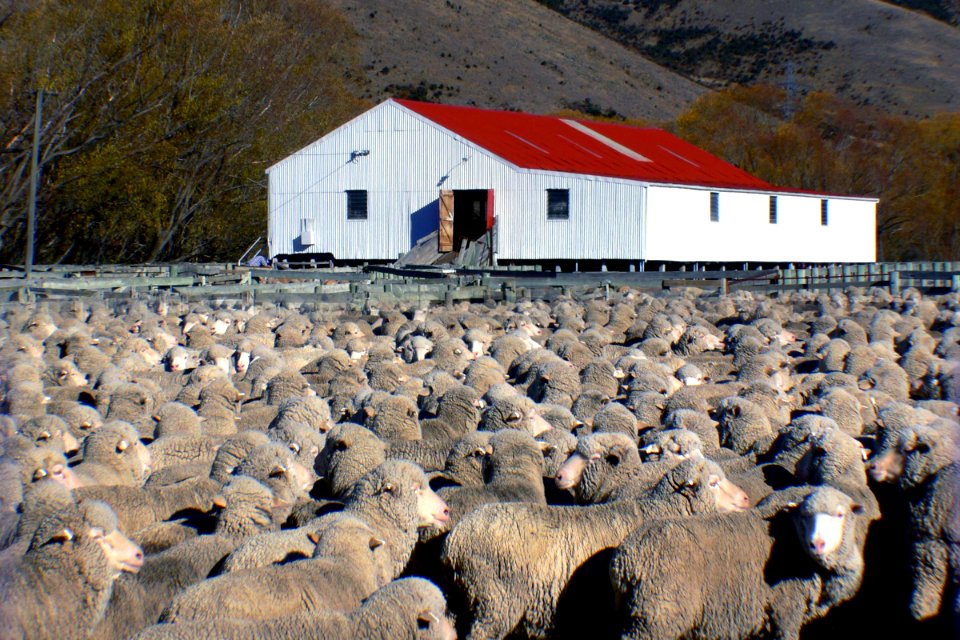 On the farm.