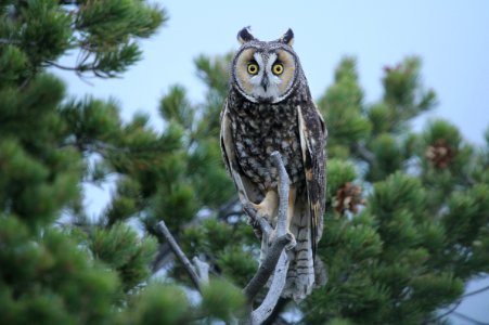 Long-eared owl