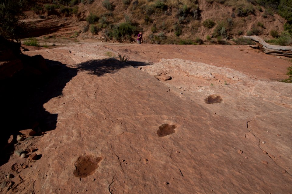 Dinosaur footprints at Butler Wash