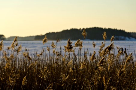 Reeds at Ruissalo photo