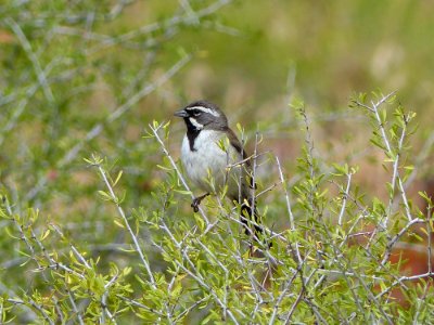Black-throated Sparrow