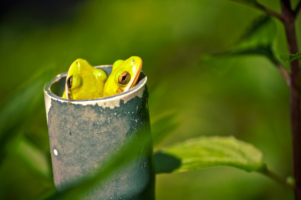 Green amphibian nature