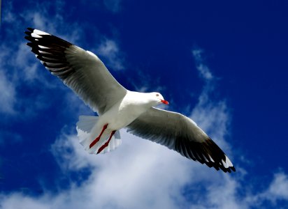 Red Billed gulls (5) photo
