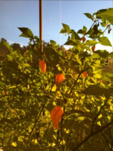 Fatalii chilis. Getting there just in time. photo