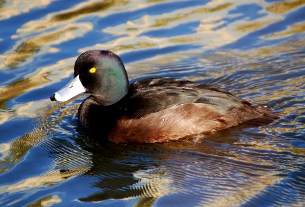 New Zealand scaup (Aythya novaeseelandiae) photo