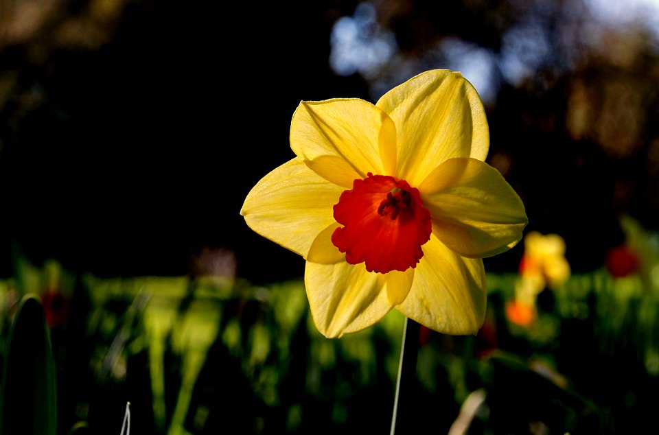Daffodils