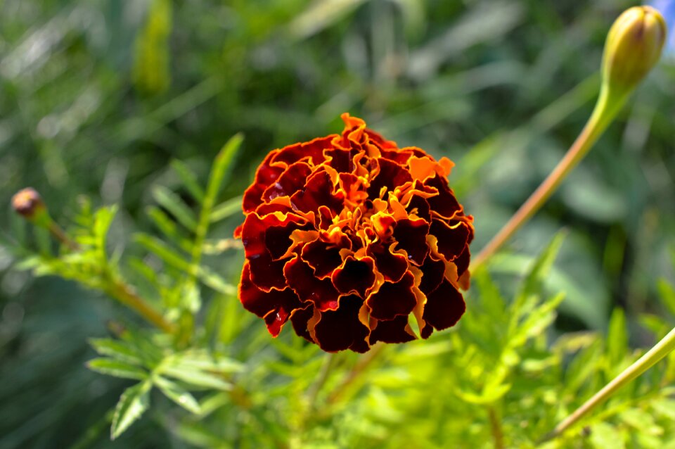 Nature plant garden