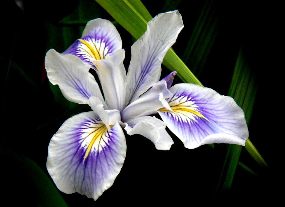 The Iris.