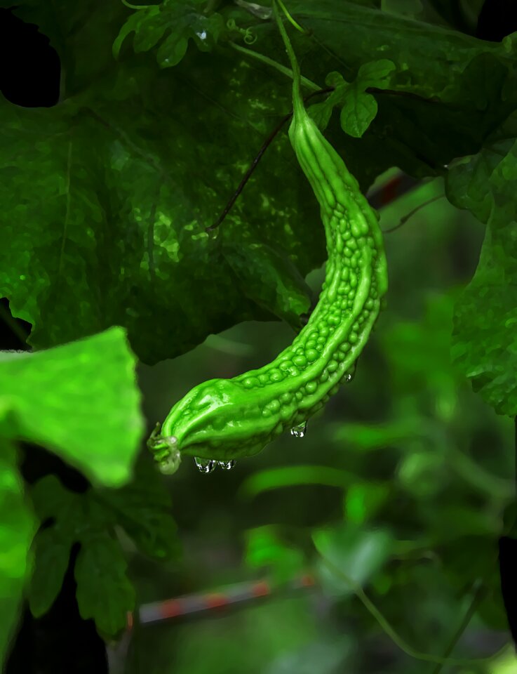 Health plant medicinal