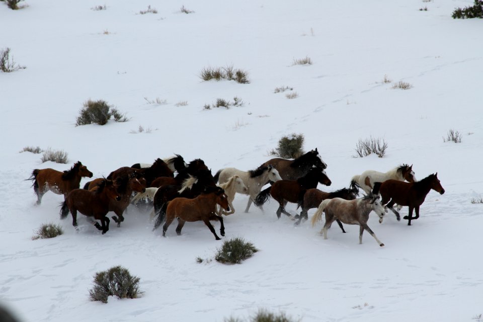 Swasey Wild Horse Gather Day 3: 2/14/13