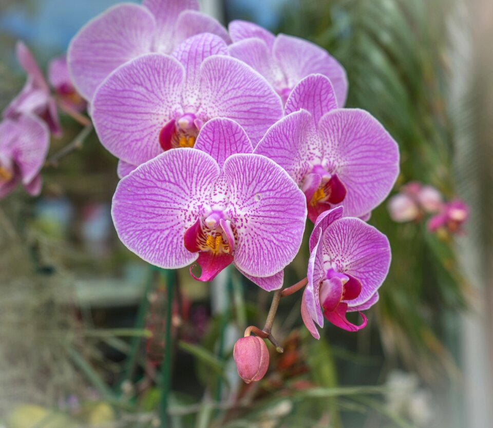 Flower garden botany