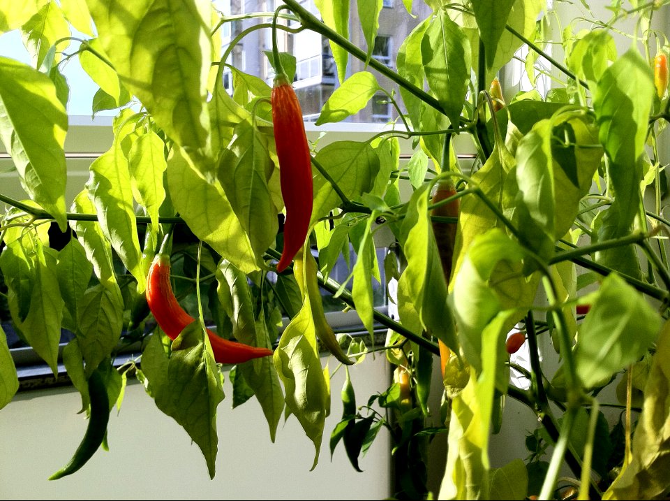Chili peppers - The last of the harvest