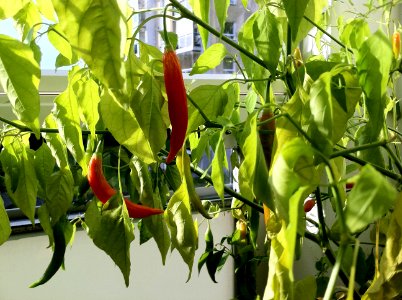 Chili peppers - The last of the harvest