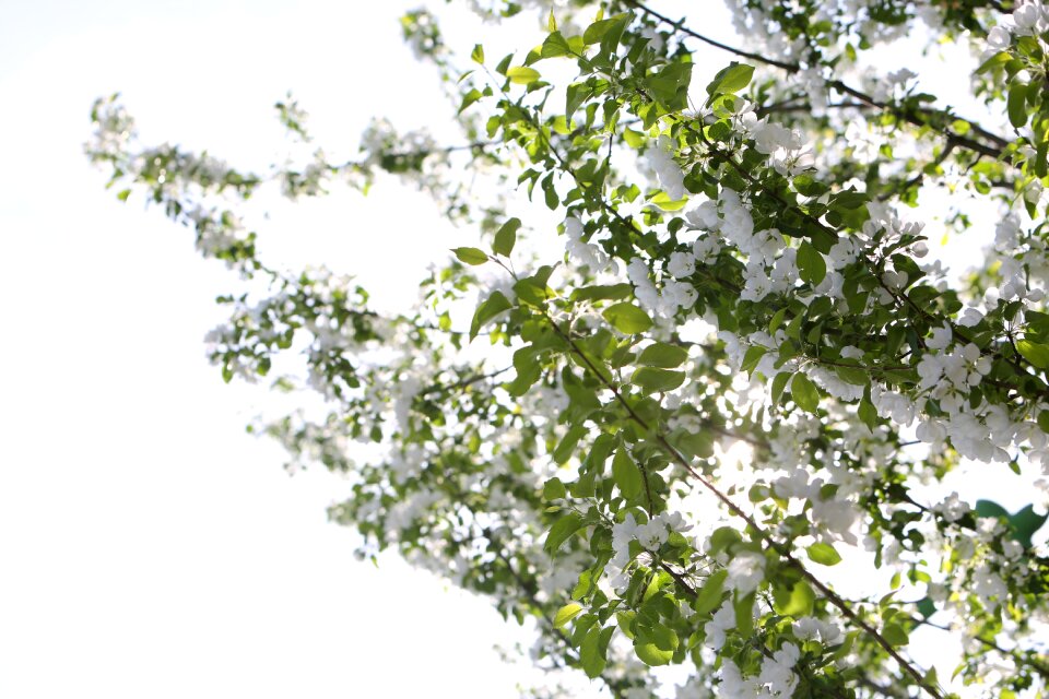 Trees branches nature