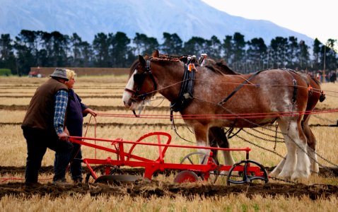 The ploughing match.
