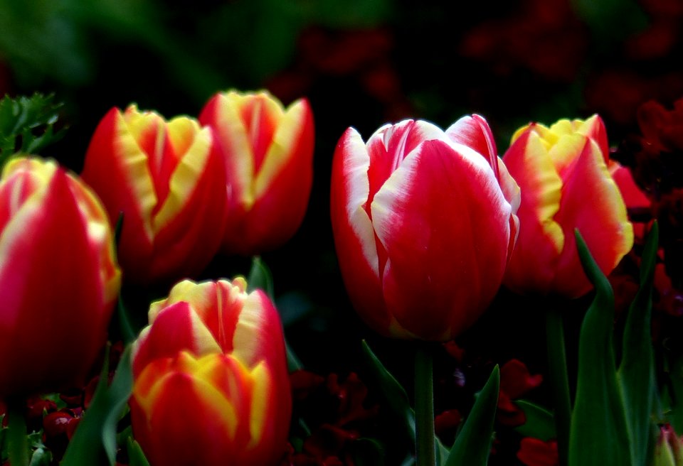 Tulip time.FZ200